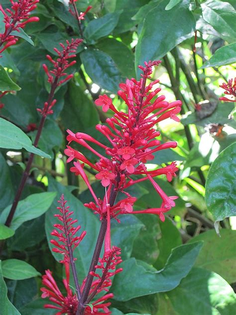 Firespike Buchanan S Native Plants