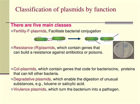 Ppt Plasmid Dna Isolation Powerpoint Presentation Id477427