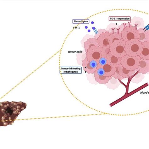 Schematic Figure Representing Some Potential Predictive Biomarkers Of