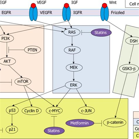 Hepatocellular Cancer Signaling Pathway At Shirley Arrowood Blog