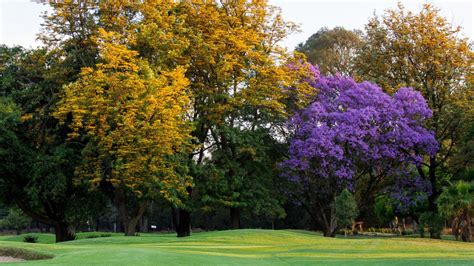 Benoni Country Club ⛳️ Book Golf Online • golfscape™