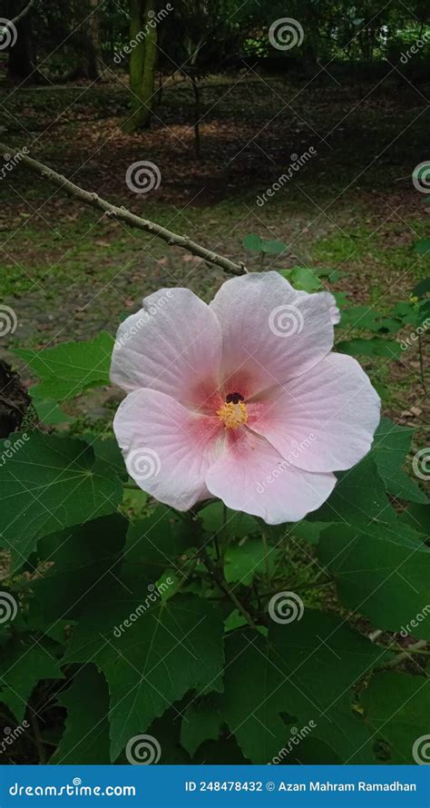 Common Hibiscus Flower Stock Photo Image Of Tulip Garden 248478432
