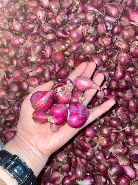 Bawang Merah Maja Murah 1 Kg Lazada Indonesia