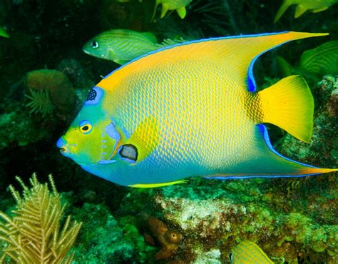 Queen Angelfish Wild Life Animal