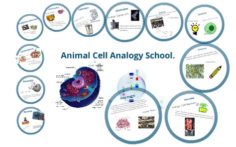 Animal Cell Analogy. by Bailey Sandlin on Prezi