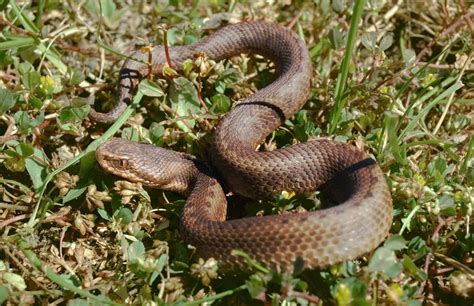 33 Wild Animals in Spain [Wildlife in Spain] - Kevmrc