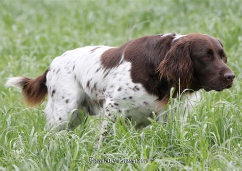 Chiot Elevage Belle D Hiver Eleveur De Chiens Petit Epagneul De M Nster