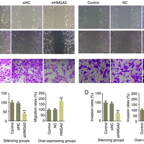 Hmga Regulates The Migration And Invasion Of Aml Hl And Nb Cells