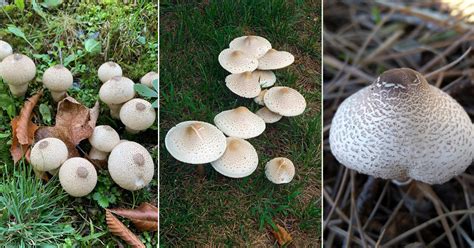 6 Quirky Mushrooms That Look Like Boobs And Breasts Hello Lidy