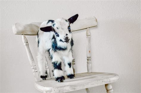 Pregnant Goat Care For Successful Kidding Thermaland Oaks
