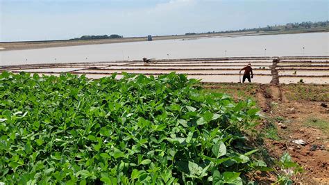 Bahayanya Alih Fungsi Waduk Setiap Kemarau Jadi Lahan Pertanian