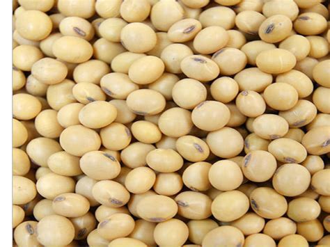 Indian Soybean Supply Estimated Higher Prices May Go Below 3500 By