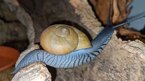 Snail Terrarium Zachrysia - Free photo on Pixabay - Pixabay