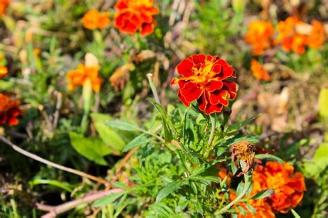 Premium Photo | Orange marigolds in the garden