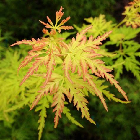 Buy Acer Palmatum Dissectum Seiryu Japanese Maple — Mr Maple │ Buy Japanese Maple Trees