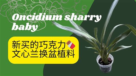 Oncidium Repotting Orchid Anggrek Oncidium Youtube