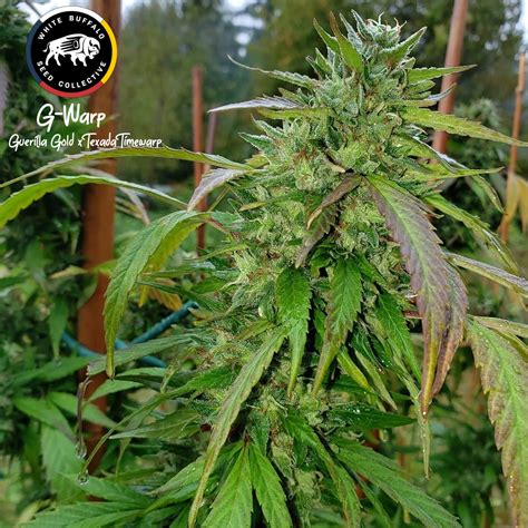 G-Warp (White Buffalo Seed Collective) :: Cannabis Strain Info