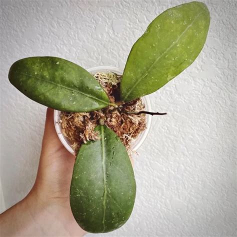Hoya Mindorensis Aroid Nursery