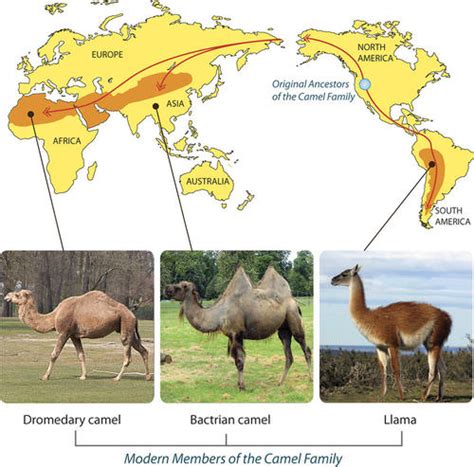 Biogeography ( Read ) | Biology | CK-12 Foundation