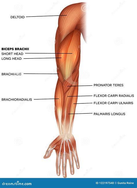 Muscles Of The Hand And Arm Stock Vector Illustration Of Anatomy Anatomical 122197548