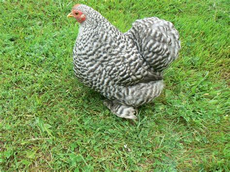 Poule Bantam De Pekin Coucou Ag E De Mois Vente Poule Pondeuse Le