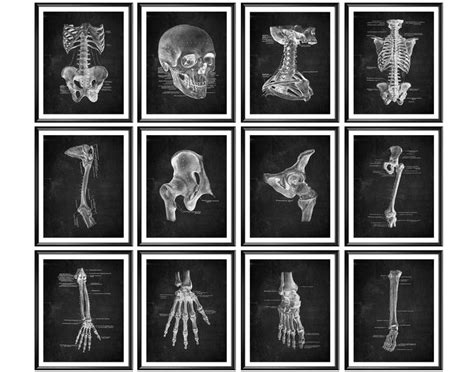 12 Chiropractor Artwork Skeleton Anatomy Poster Chiropractic T