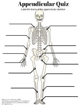 Exercise The Appendicular Skeleton Pre Lab Quiz Online Degrees