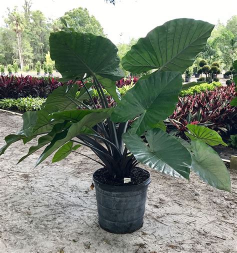 Alocasia Macrorrhiza Black Stem Elephant Ear Plantvine