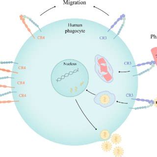 Cr And Cr Mediated Functions In Human Phagocytes Cr And Cr Mediate