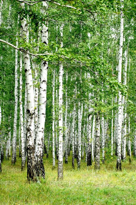 White Birch Trees Stock Photo By ©kzwwsko 37243689