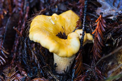 Chanterelle Mushrooms Kingdom California