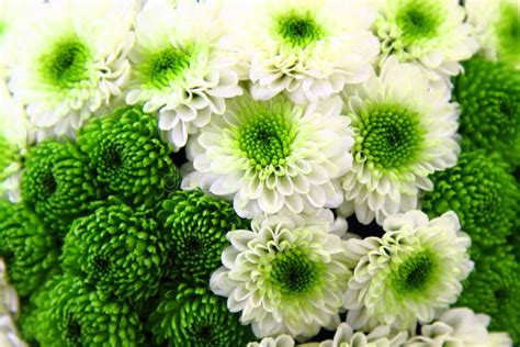 White and Green Flower Background Stock Image - Image of packing ...