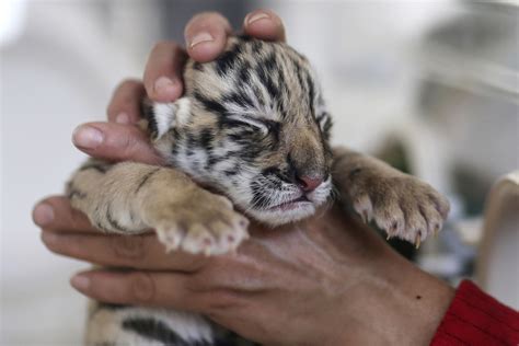 China: Siberian tiger gives birth to four adorable cubs