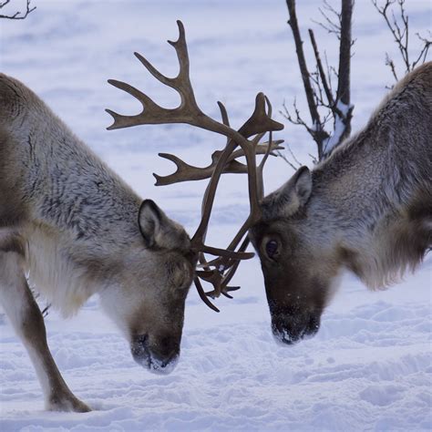 Reindeer Fight Tom Visio Flickr