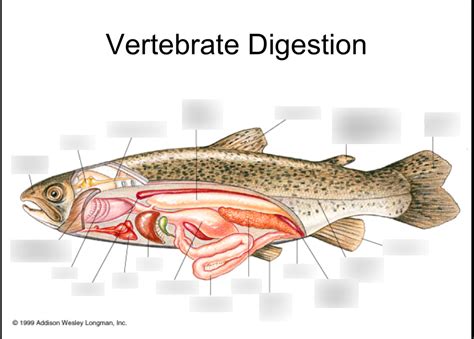 Fish Anatomy Diagram | Quizlet