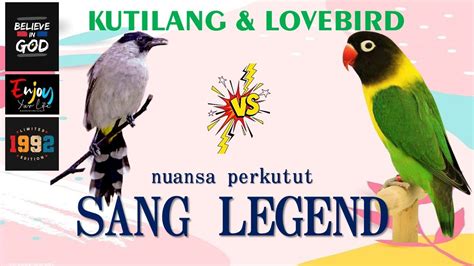 Tingkah Laku Burung Kutilang Ketika Bersama LOVEBIRD YouTube