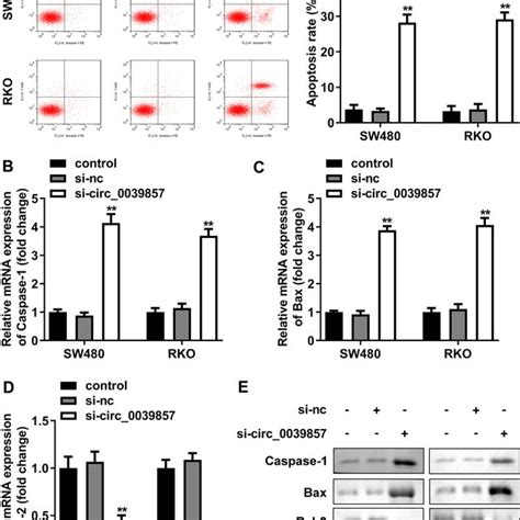 Knockdown Of Circ0039857 Promotes Apoptosis Of Crc Cells A The