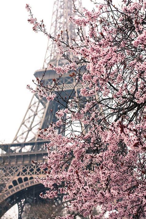 Honeymoon Pretty In Pink Paris 2343043 Weddbook