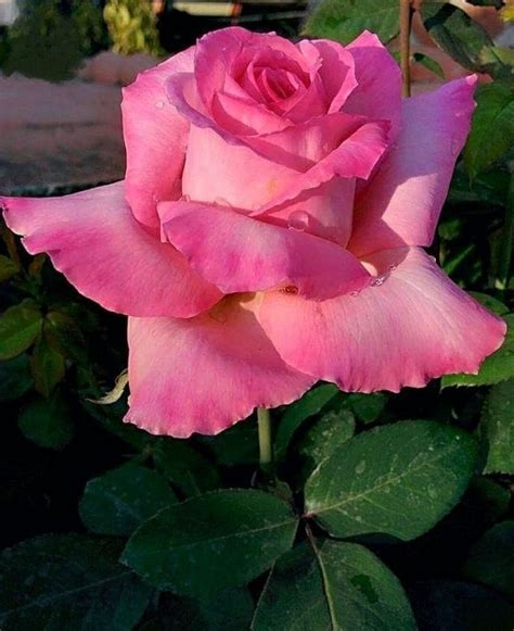Pinterest | Hybrid tea roses, Beautiful flowers, Beautiful roses