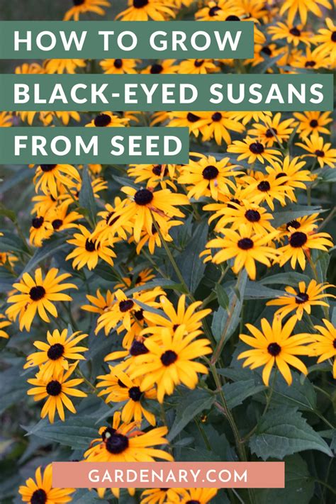 How To Grow Black Eyed Susans From Seed Gardenary In 2024 Black