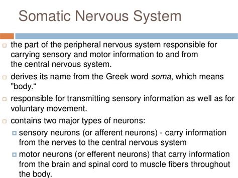 Example Of Somatic Nervous System Mapmilo