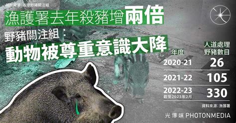 漁護署去年殺豬增兩倍 野豬關注組：「殺豬令」後動物被尊重意識大降 光傳媒 Photon Media