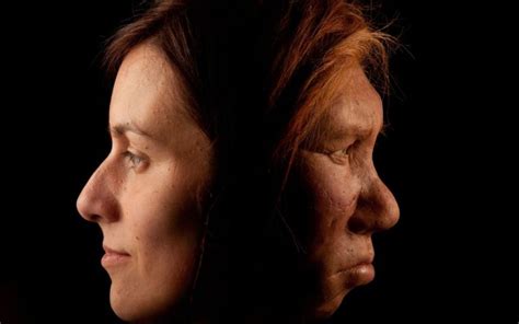 Los Neandertales No Se Extinguieron Fueron Absorbidos Por Los Humanos