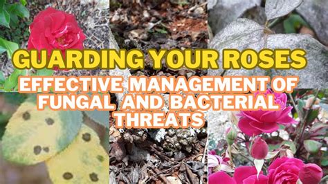 THE BATTLE AGAINST FUNGAL AND BACTERIAL INTRUDERS IN ROSE GARDENS YouTube