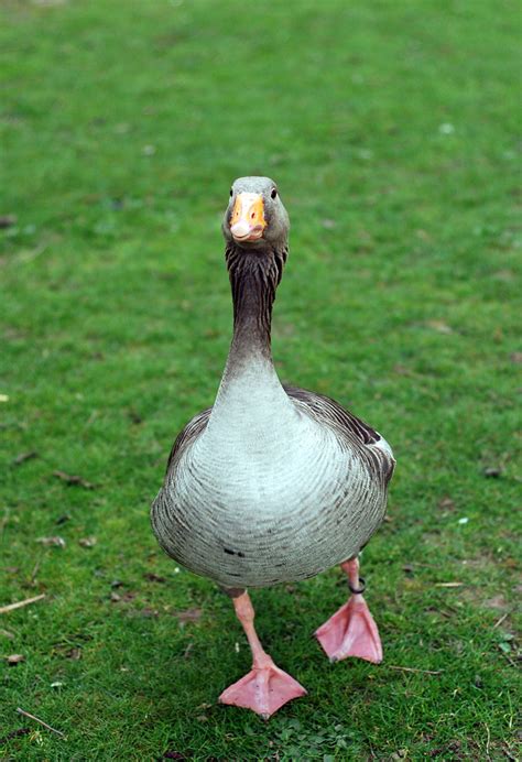 Curious Goose Free Stock Photo - Public Domain Pictures