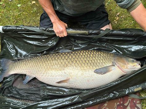 Record Breaking Uk Grass Carp Is Only The Third Biggest In The Lake Angling Times