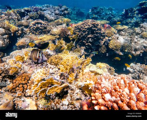 Coral And Fish In The Red Sea Egypt Stock Photo Alamy