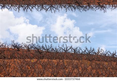 Naked Fruit Trees Sleeping Orchard Dreams Stock Photo Shutterstock