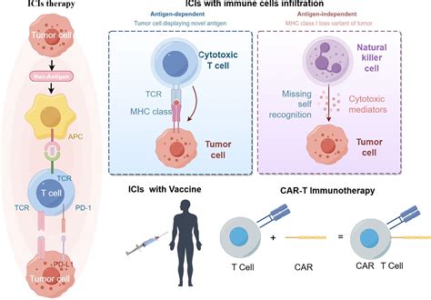 Frontiers The Role Of Innate Immune Cells In The Colorectal Cancer