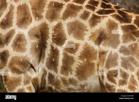 Angolan Giraffe Giraffa Camelopardalis Angolensis Also Known As